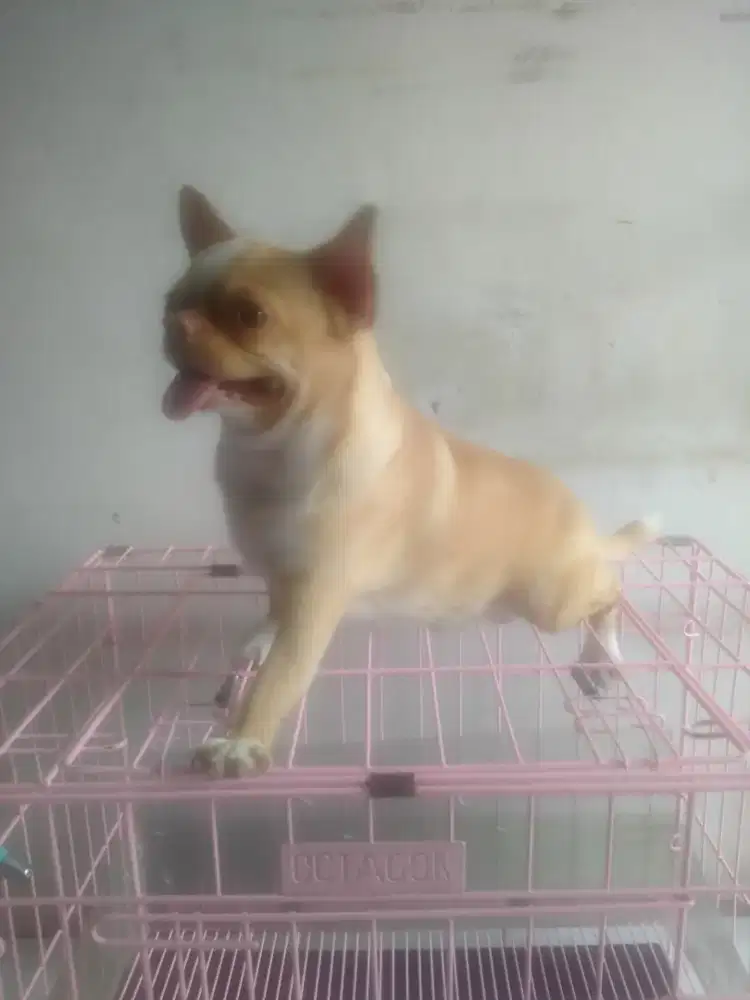 Pejantan anjing Chihuahua double Coat(short hair) kualitas import