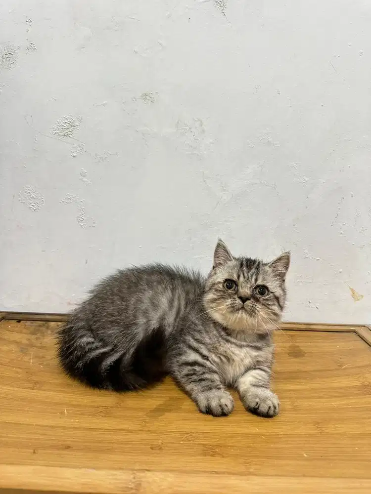 BSH munchkin kaki pendek