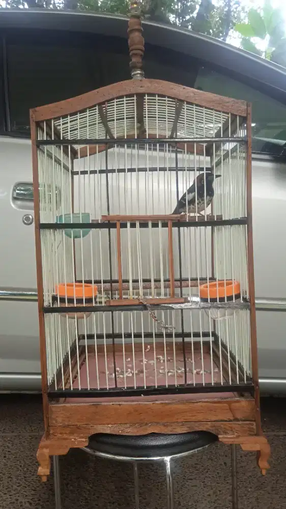 Burung anis kembang.