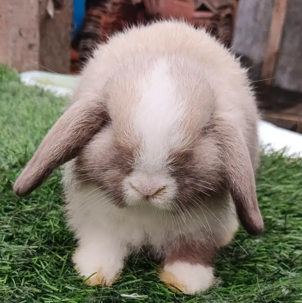 Kelinci Holland lop vm jantan umur 2 bulan