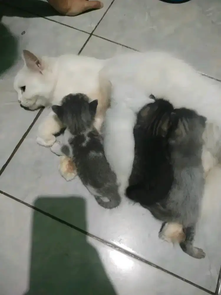 Borongan indukan dan 4 kitten persmed