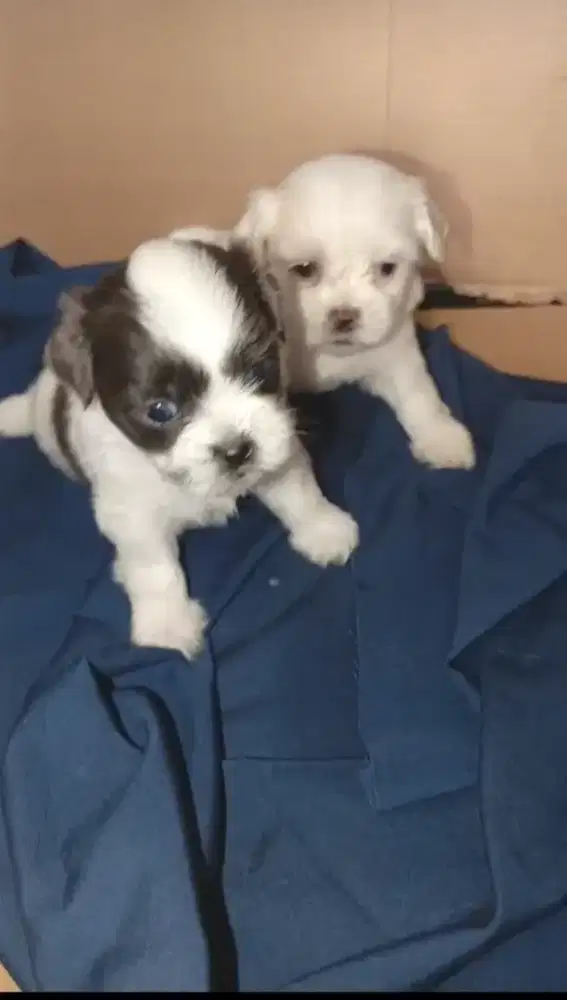 Anjing anakan Shitzu sisa black n white betina
