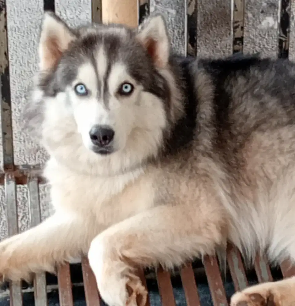 Jual Cepat : Anjing Husky & Kandang