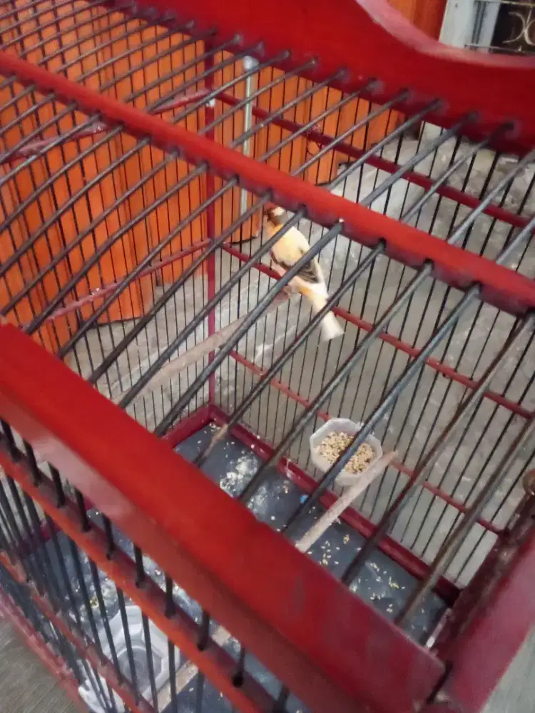 Kenari Bon Simetris AF