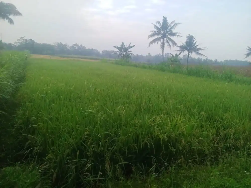 FLASH SALE TANAH DI JUAL JOGJA LOKASI STRATEGIS DEKAT WISATA OBELIX