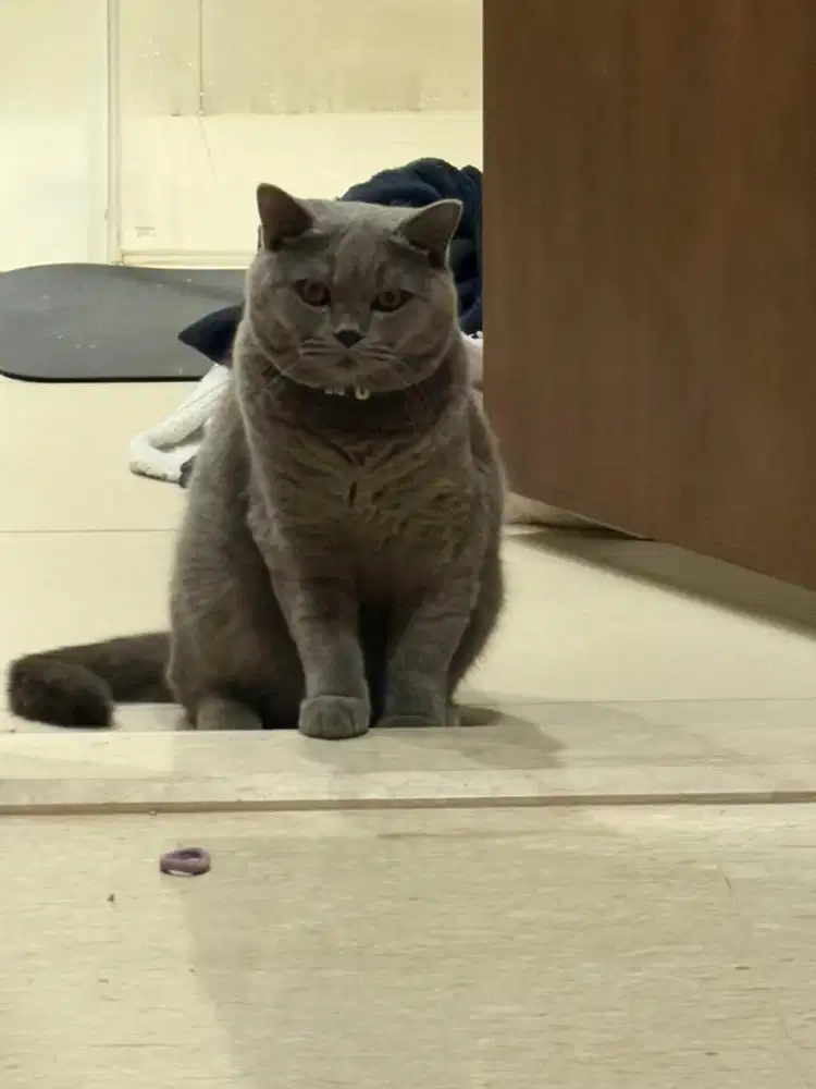 kucing BSH laki laki