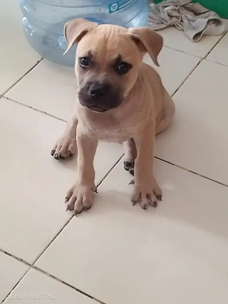 Dijual American Bully pocket - FAWN MASK