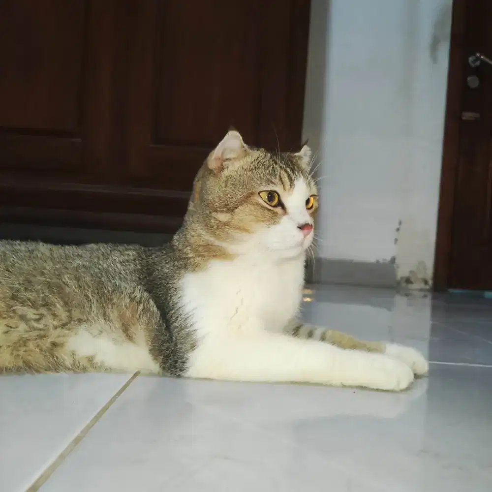 British short hair BSH Scottish jantan 1 tahun