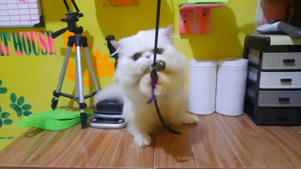 Jasa pacak munchkin peaknose