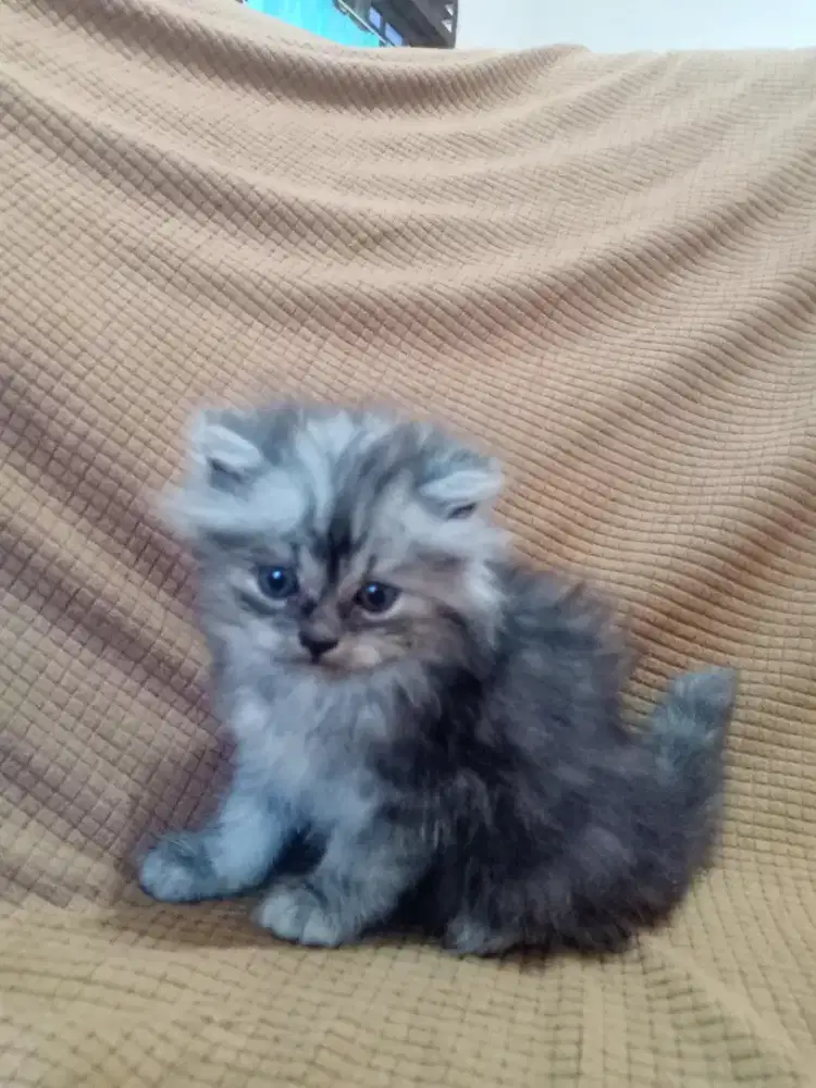 kitten persian gemoy