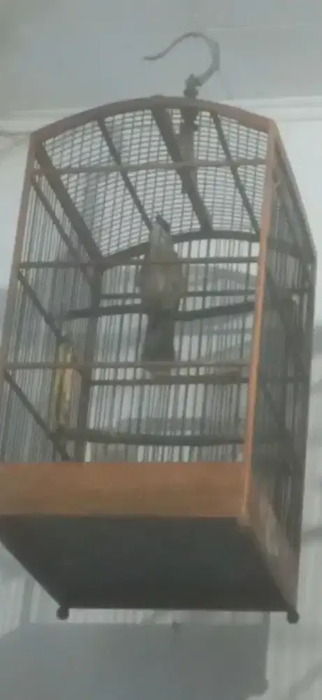 Cucak rowo jantan 100% gacoor door bodi big