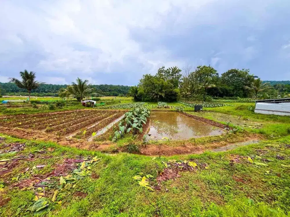 TANAH EMPANG DAN DARAT MURAH DEKAT KE JALAN UTAMA DI MEKARSARI RANCA BUNGUR