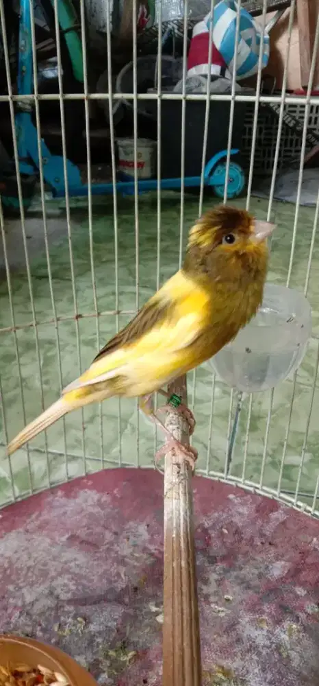 jual burung kenari seri AF jantan udh bunyi gk ada minus burung mulus