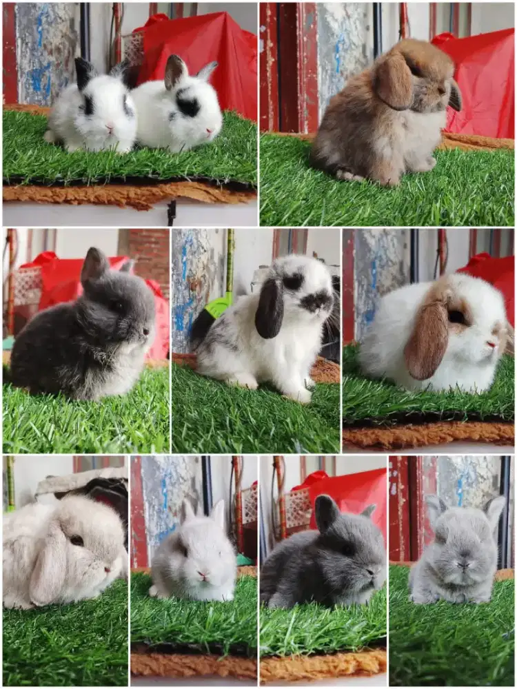 Ternak kelinci lucu gemes