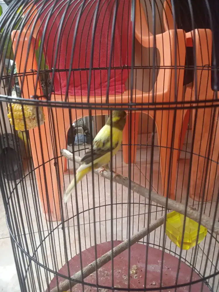 Kenari af bulu tebal gacor