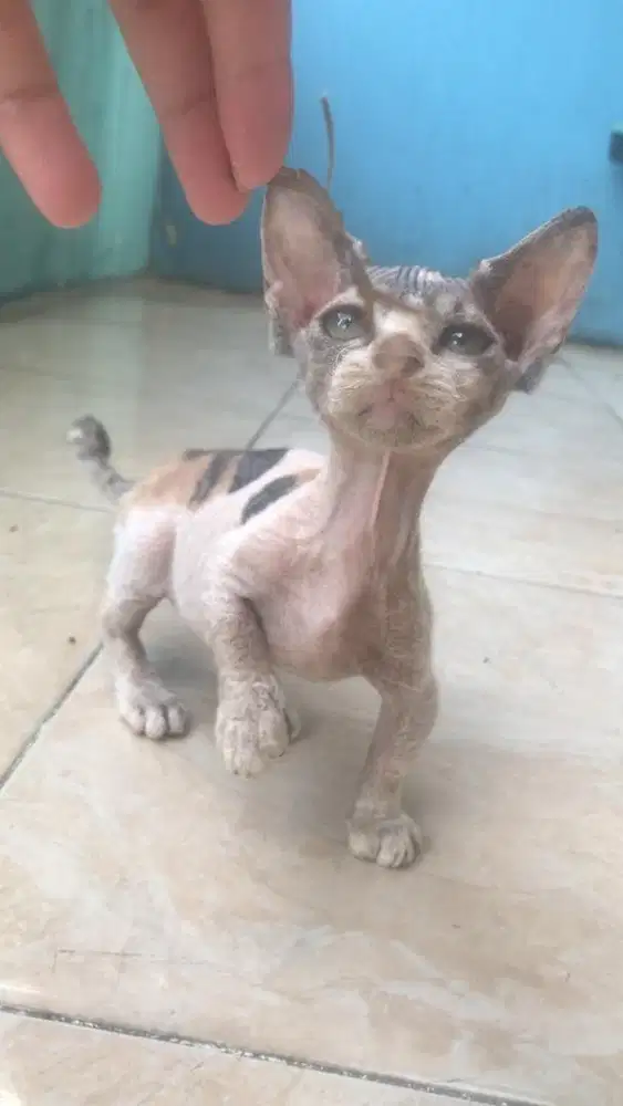 Kucing sphynx bambino