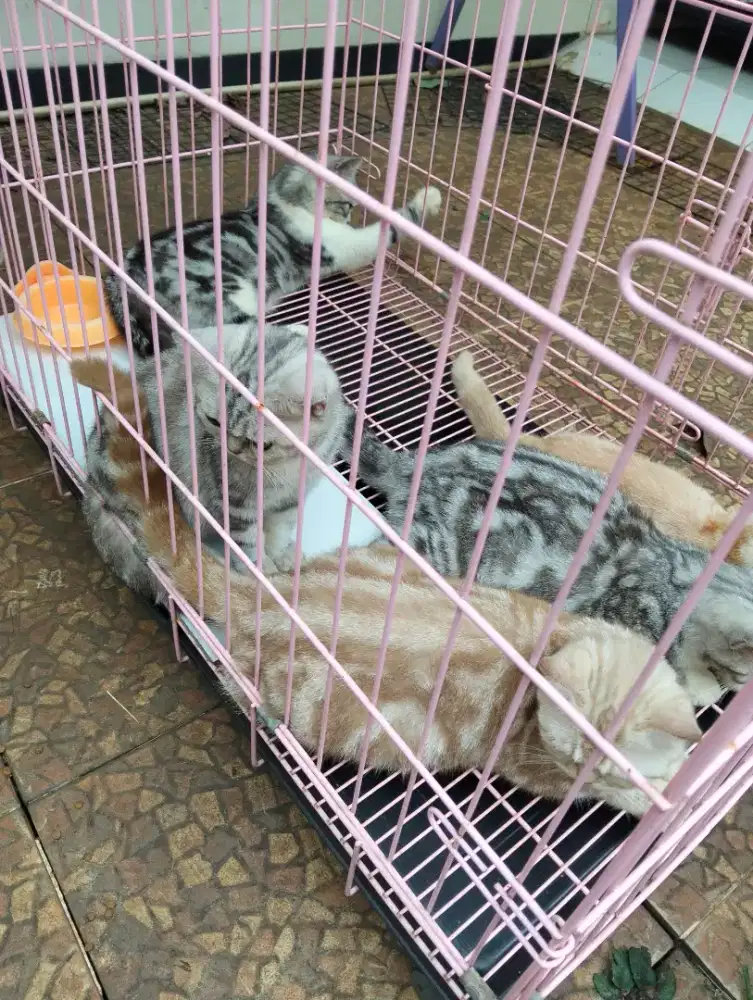 Kitten BSH Marble 7 bulanan full vaksin