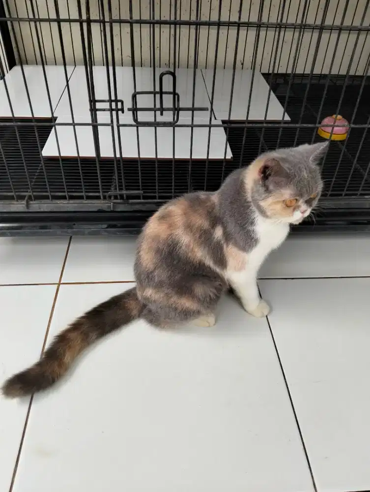 BSH betina tiga warna