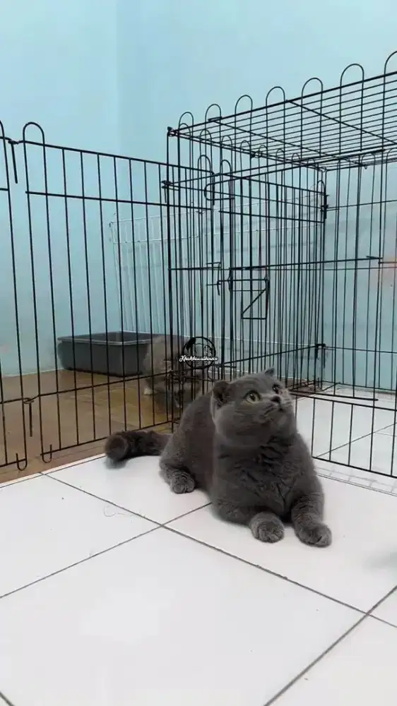 Jasa Kawin Kucing Munchkin bsh fold (gaelic)