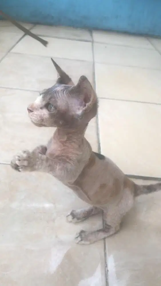 Kucing munchkin sphynx bambino