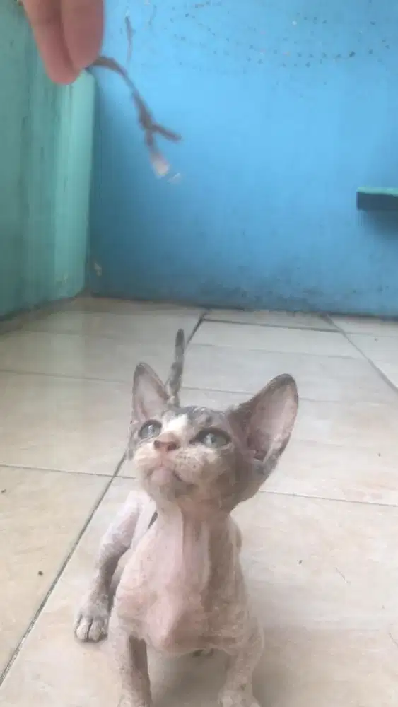Kucing munchkin sphynx bambino