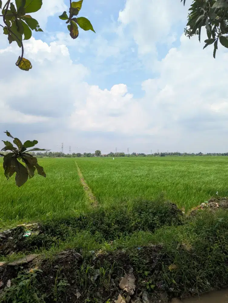 Tanah Sawah SHM ukuran 5m x 401,6m | BISA NEGO