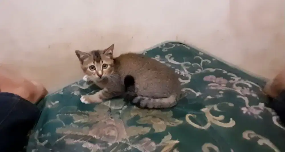 Kucing mix bsh kitten