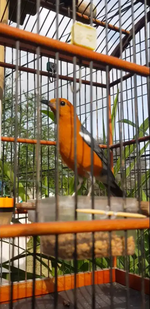 Anis merah jantan macet