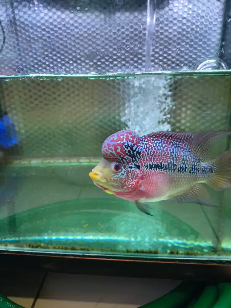 Ikan Louhan Super Red GB.(Jantan)