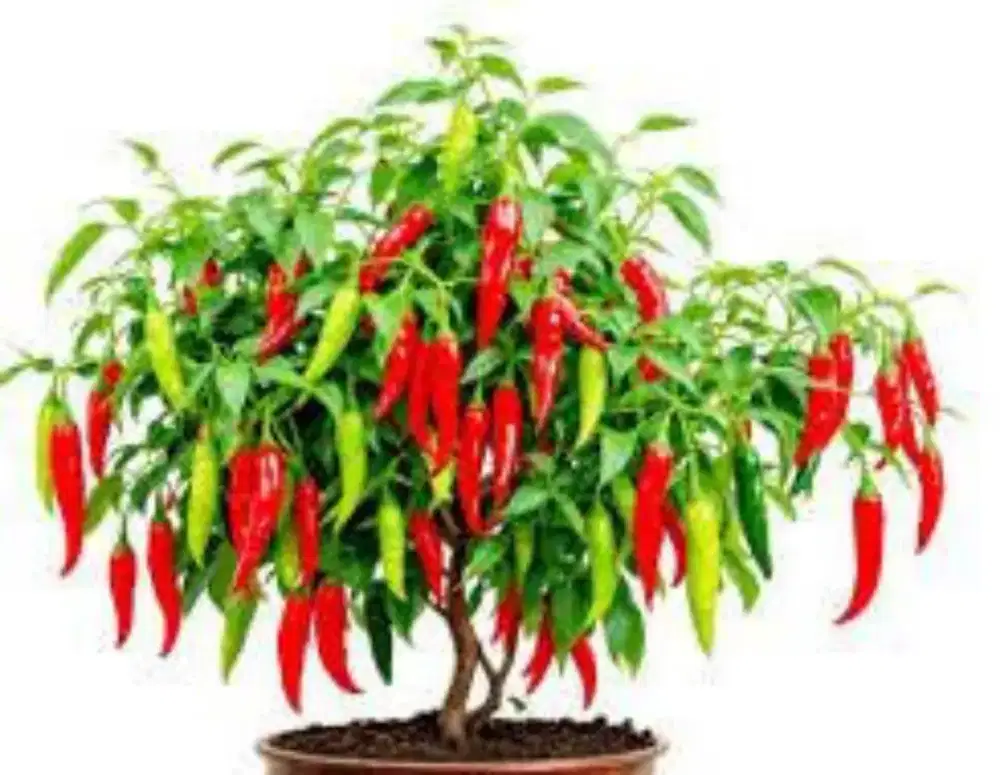 LOKER ASISTEN RUMAH TANGGA/ART