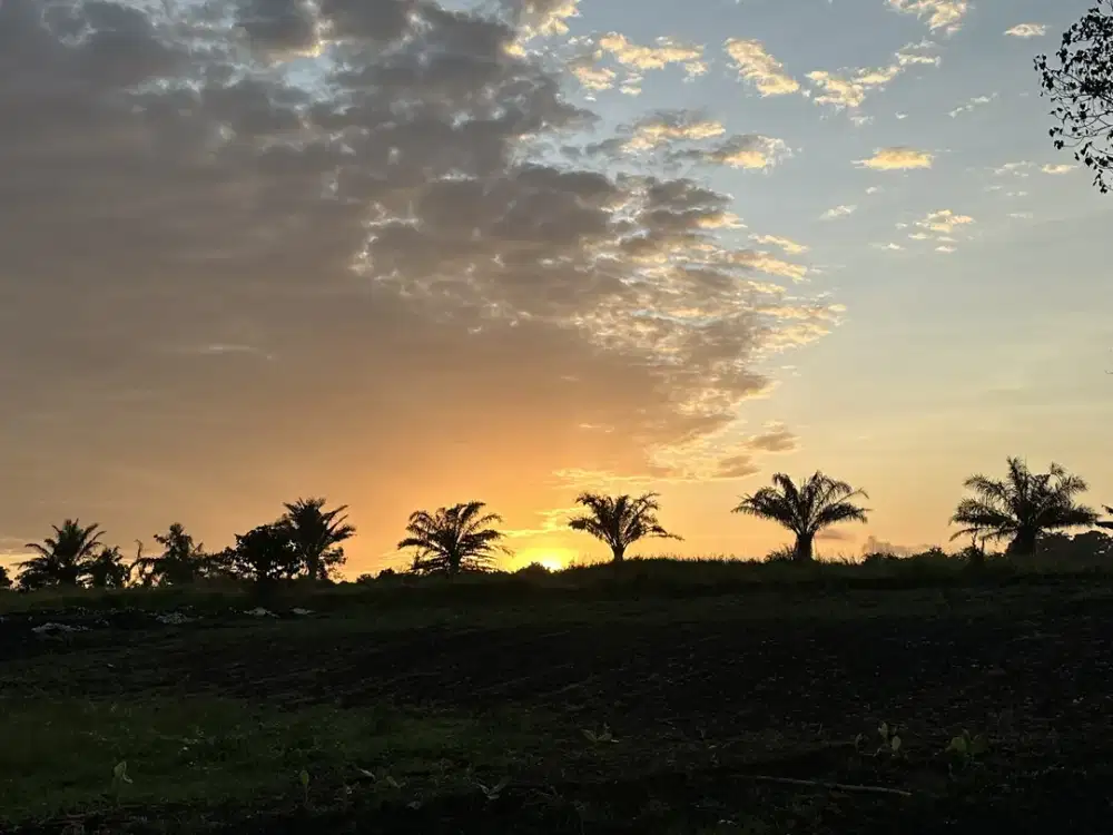 LAND FOR SALE KEDUNGU RICEFIELD VIEW SUROUND