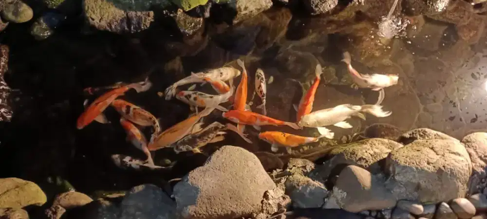 Jual Ikan Koi Sehat Hobi Peliharaan