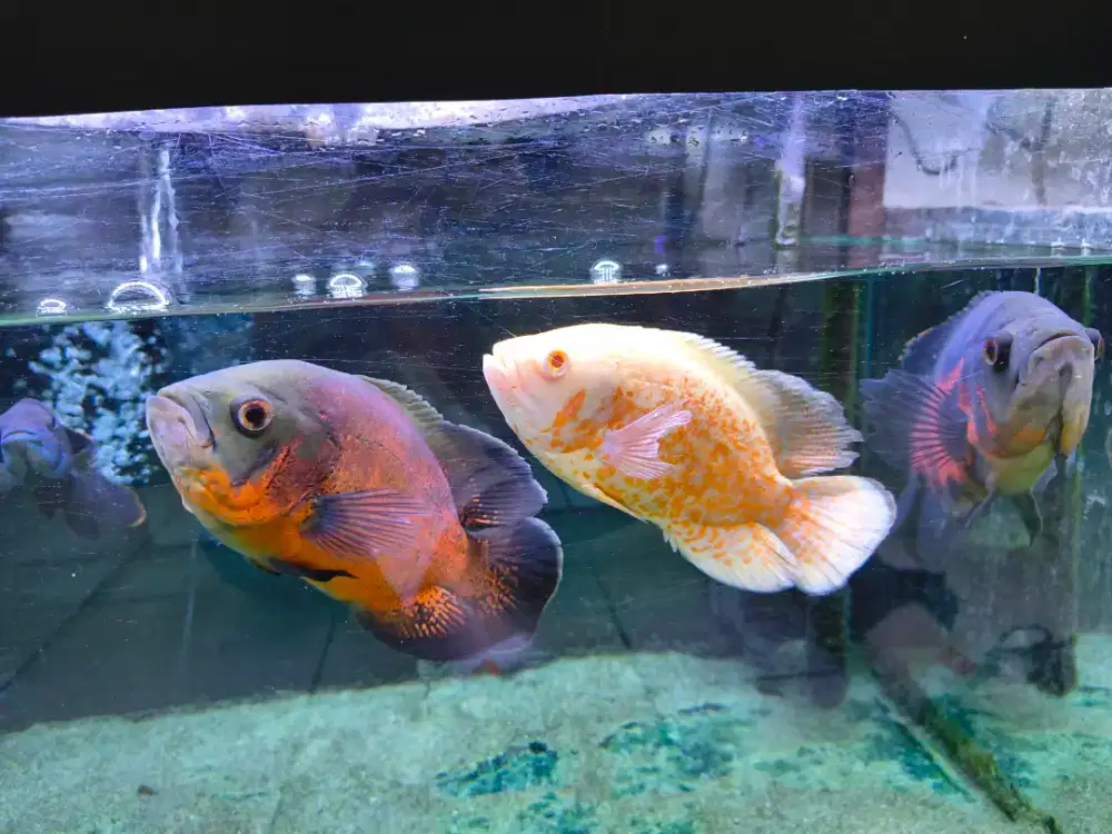 Ikan Oscar.campur