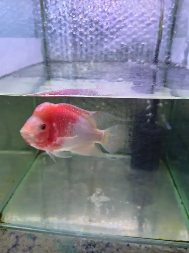 Ikan Louhan GB.(Merah Putih)jantan