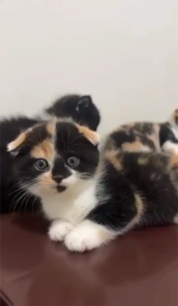 SCOTTISH FOLD ANAK KITTEN 3BULAN CALICO BETINA TRIPLE FOLD