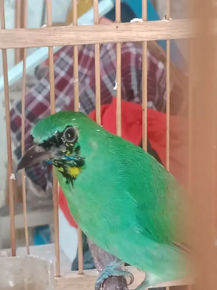 Masteran murai batu gacor fullset