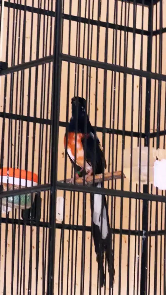 murai batu jantan siapan BLOROK EXTREAM DADA PUTIH TRAH SPLIT PANDA