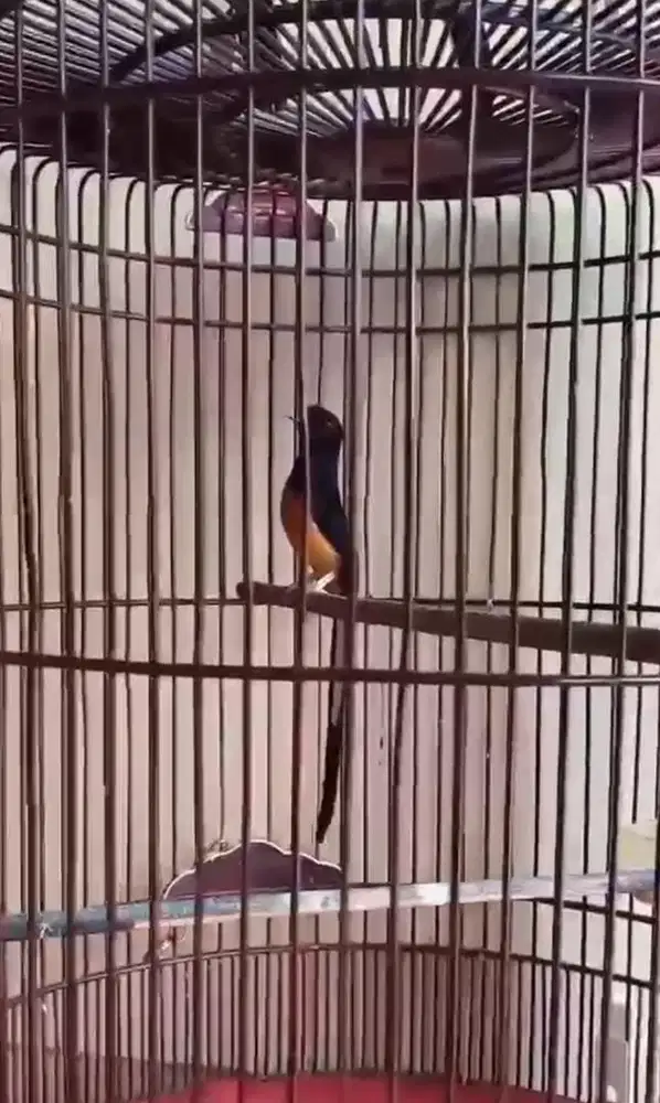 murai batu PRESTASIAN REGIONAL MAPAN ORI BAHOROK