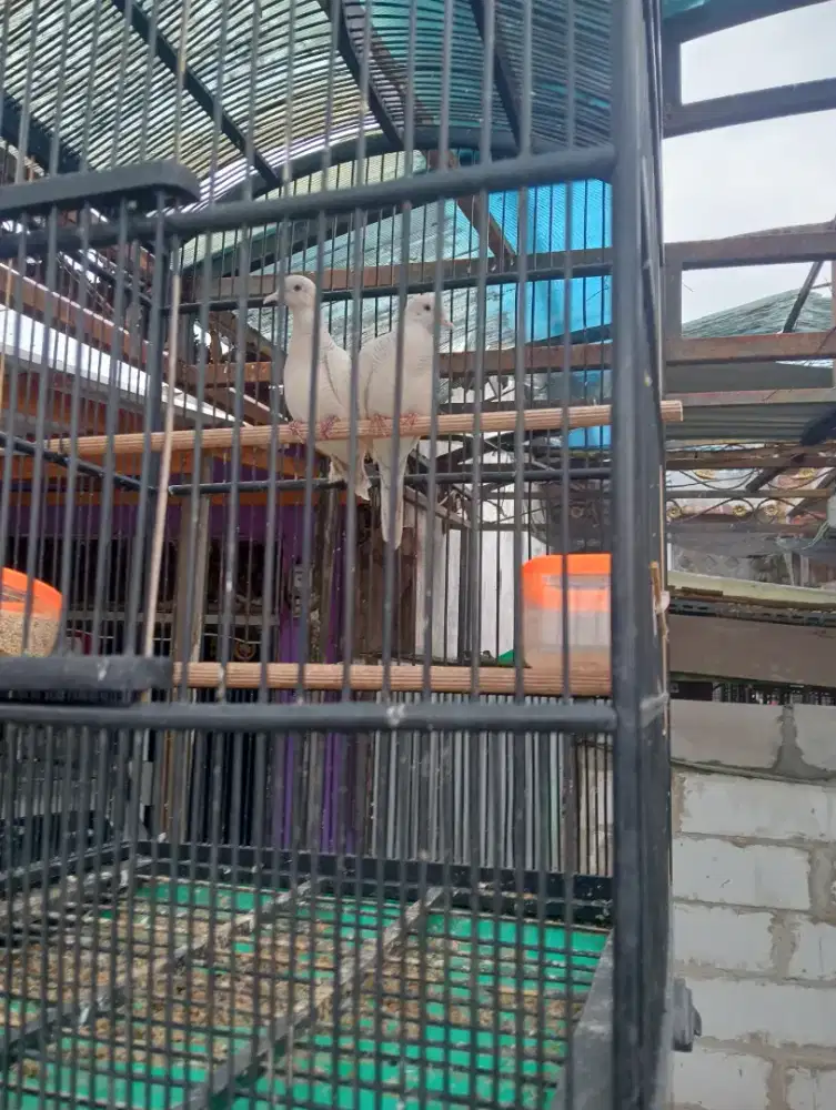 Jual perkutut putih lurik sepasang  harga 800