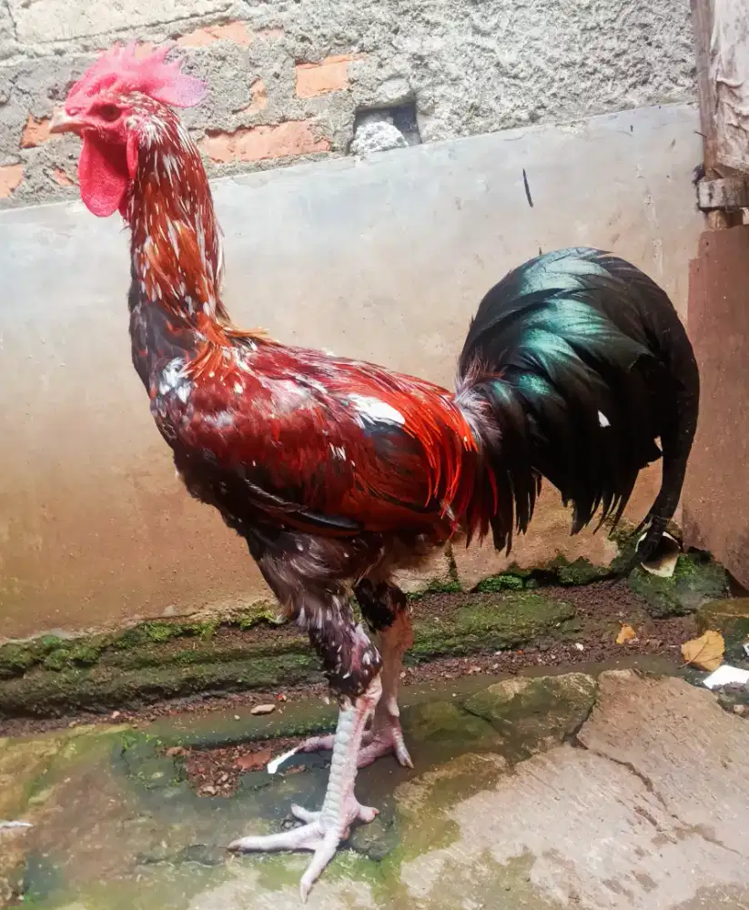 AYAM PELUNG JUMBO