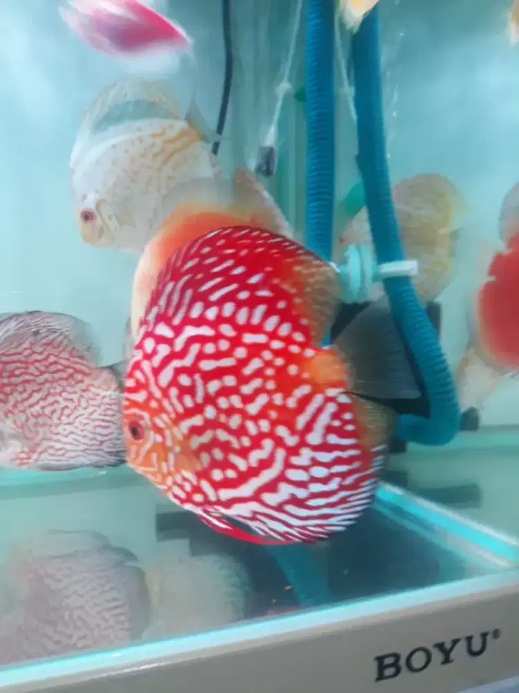 Discus 3,5 in up 8ekor,4in up 1 ekor