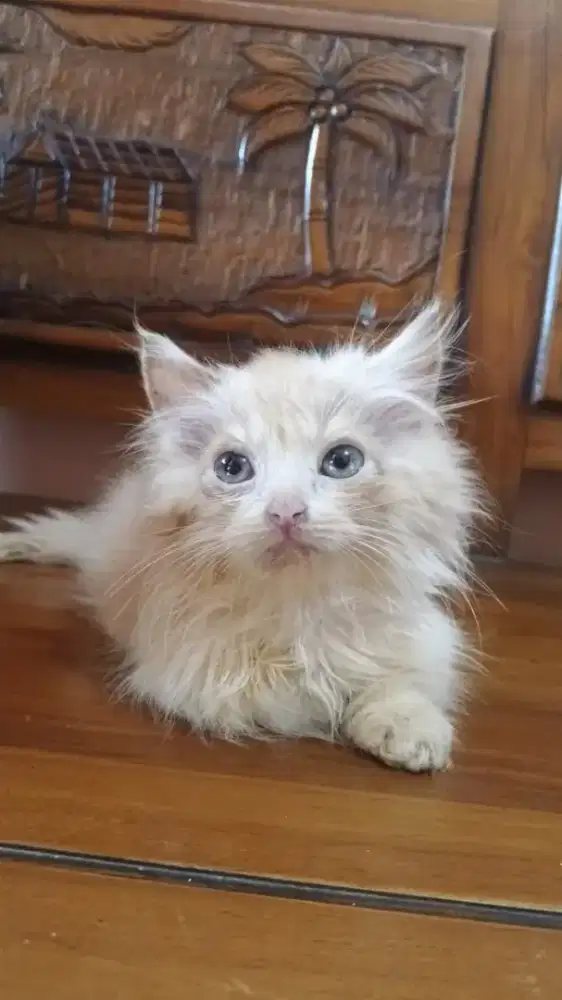 Kucing Persia mix Munhckin