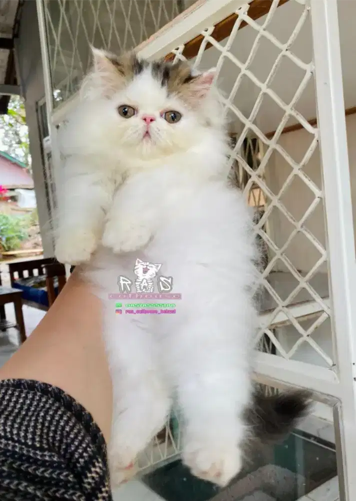 Kucing kitten peaknose super lucu