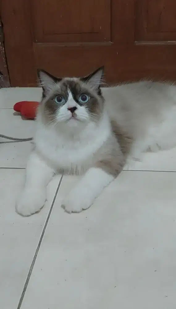 Kitten ragdoll bicolor simetris mata biru jago kawin
