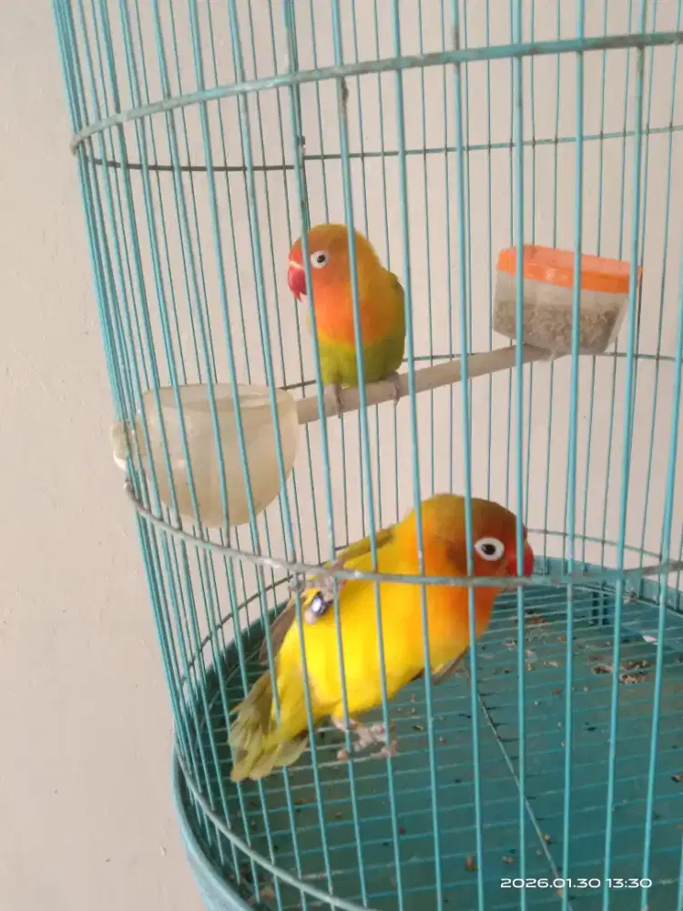 Jual sepasang Lovebird