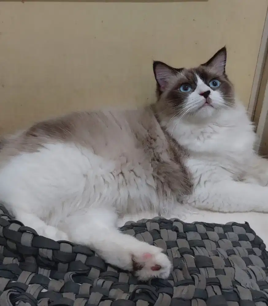 Kucing ragdoll bicolour mata biru jantan 10 bulan jago kawin