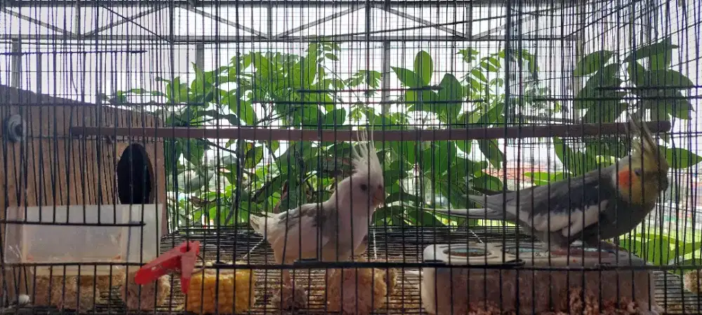 Burung falk sepasang full set warna whiteface x grey jantan gacor