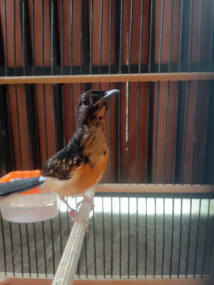 Trotol Murai Batu Trah Prestasi