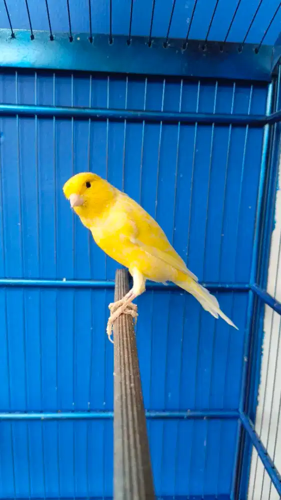 Kenari AF warna kuning terang