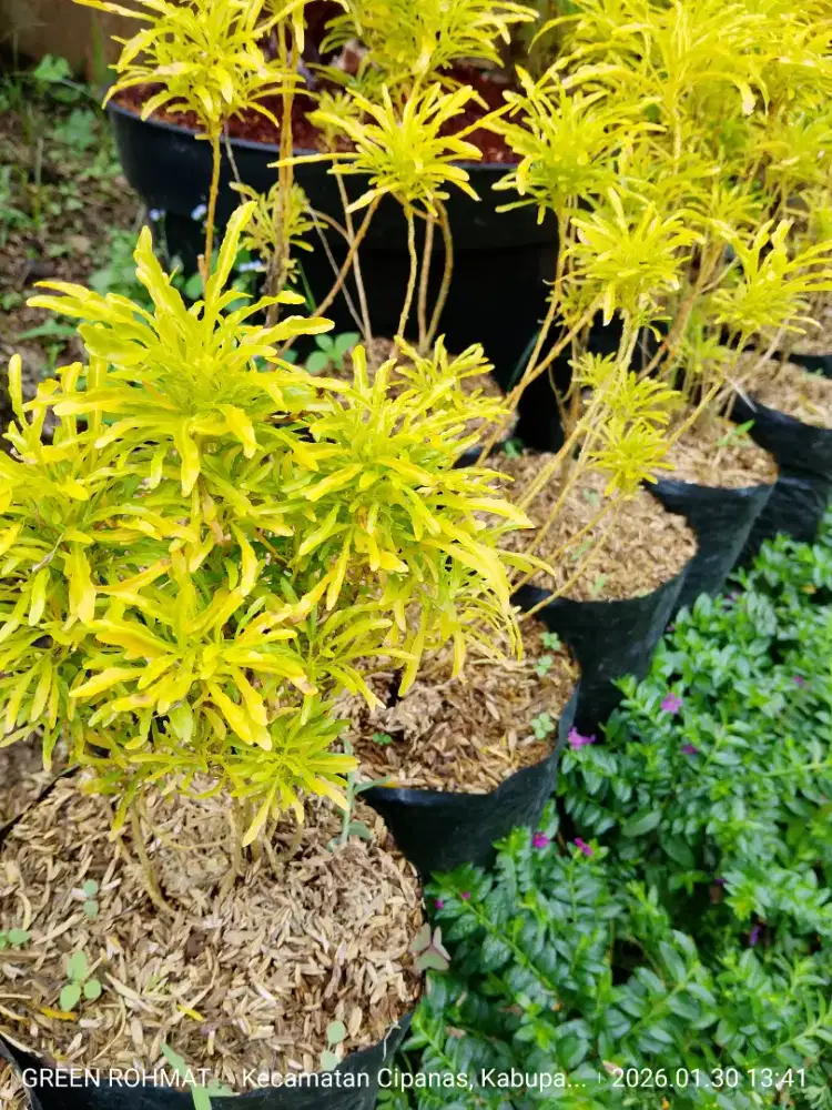 Tanaman Brokoli Kuning